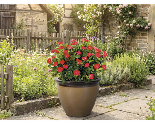 Pot met rode rozen in de tuin