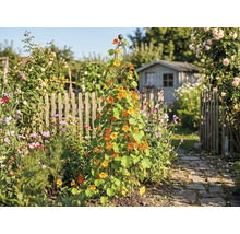 Tuin met klimrek, beplant met Oost-Indische kers en een tuinhuis op de achtergrond.