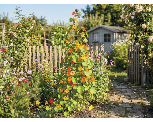 Tuin met klimrek, beplant met Oost-Indische kers en een tuinhuis op de achtergrond.