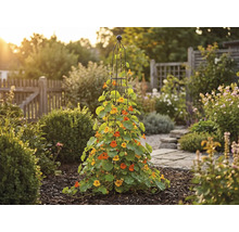 Tuinoverzicht met klimplanten aan een klimhulp