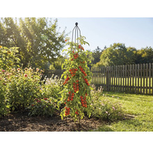 Tomatenplant met klimhulp in de tuin