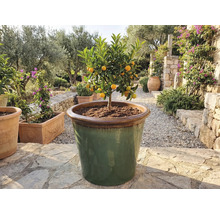 Kumquatboom in grote plantenbak buitenshuis