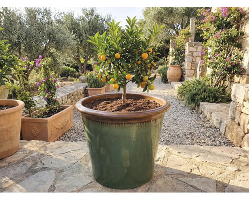 Kumquatboom in grote plantenbak buitenshuis