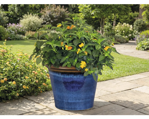 Bloeiende plant in blauwe pot in de tuin