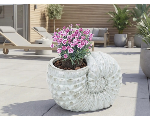 Decoratieve schelp plantenbak met bloeiende planten op een terras