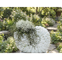 Bloembed beplant met decoratieobject in de vorm van een schelp