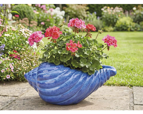 Geraniums in een blauwe schelpbloempot in de tuin.