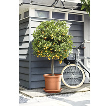 Citrusboom in pot met fiets op de achtergrond