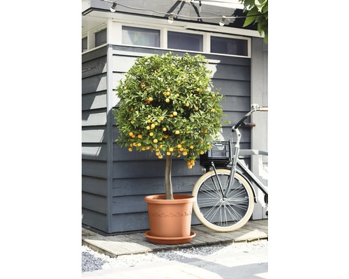 Citrusboom in pot met fiets op de achtergrond