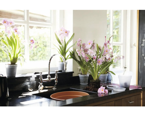 Spoelbak in de keuken met kraan en diverse potplanten met roze bloemen