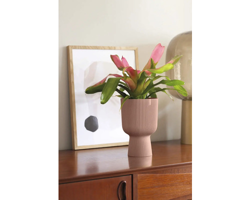 Bromelia in geribbelde plantenbak op een houten kast