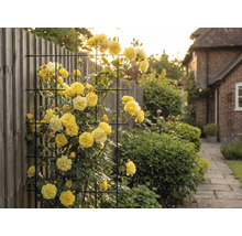 Gele rozenranken op een metalen rooster in de tuin