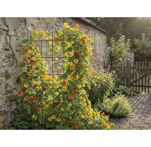 Tuinoverzicht met klimplanten tegen een muur en een hek