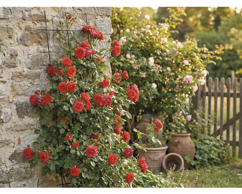 Klimroos tegen huiswand met klimrek in tuin.