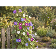 Tuinaanzicht met hek en klimplant met kleurrijke bloemen