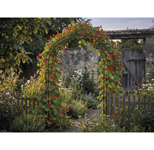 Tuinaanzicht met rozenboog, begroeid met Oost-Indische kers