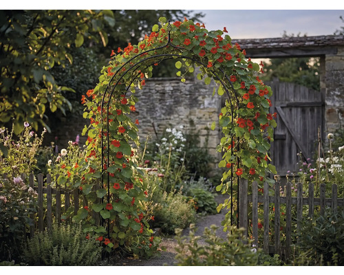Tuinaanzicht met rozenboog, begroeid met Oost-Indische kers