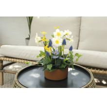 Bloemstuk met narcissen, blauwe druifjes en madeliefjes in een bruine pot op een tafel