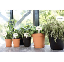 Kruidentuin met bieslook, tomaten, kool, basilicum en rozemarijn in potten