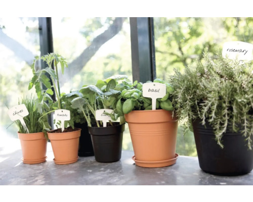 Kruidentuin met bieslook, tomaten, kool, basilicum en rozemarijn in potten