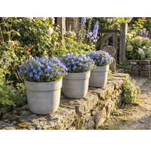 Drie potten met bloeiende blauwe vergeet-mij-nietjesplanten op een stenen muur in een tuin.