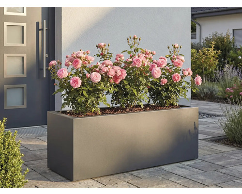 Rechthoekige plantenbak met rozen voor een huis