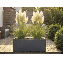 Decoratieve grassen in een plantenbak op een houten terras.