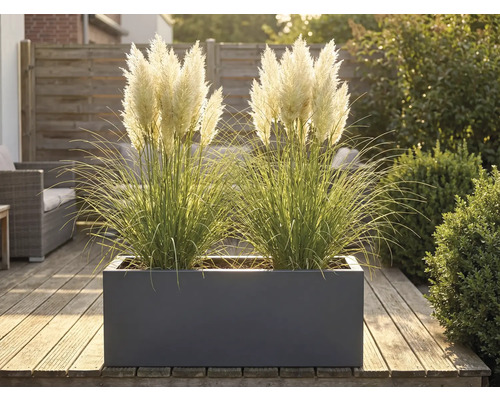 Decoratieve grassen in een plantenbak op een houten terras.