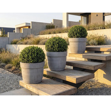 Drie buxussen in plantenbakken op een buitentrap in een tuin.