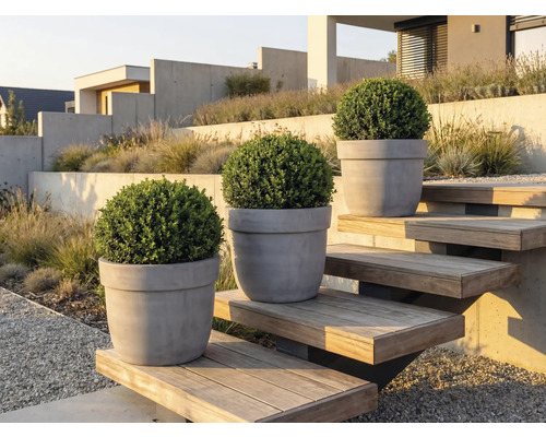 Drie buxussen in plantenbakken op een buitentrap in een tuin.