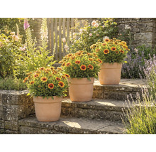 Drie potplanten met kokardebloemen op stenen treden in een tuin.