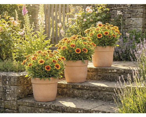 Drie potplanten met kokardebloemen op stenen treden in een tuin.
