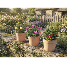 Tuinsetting met madeliefjes in terracotta potten op een stenen muur