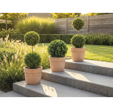 Drie vormsnoeibomen in terracotta potten op een stenen trap in de tuin.