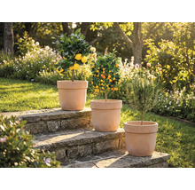 Drie planten in potten op stenen treden in de tuin: citroenboom, mandarijnboom en rozemarijnplant.