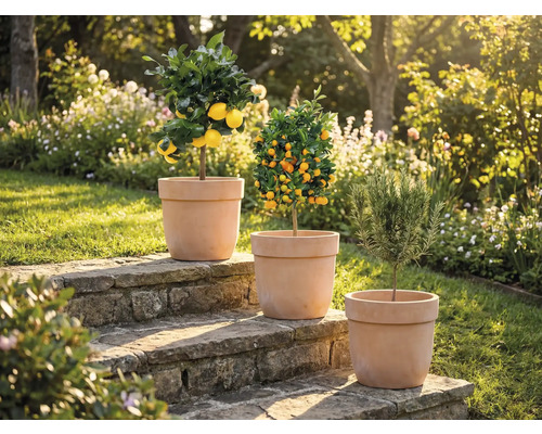 Drie planten in potten op stenen treden in de tuin: citroenboom, mandarijnboom en rozemarijnplant.