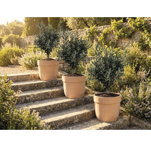 Drie olijfbomen in potten op stenen treden in de buitenlucht.