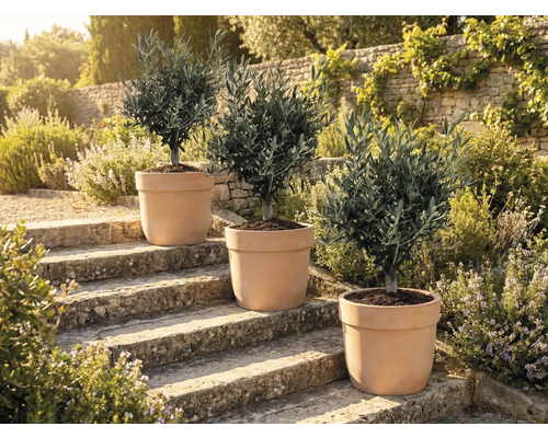 Drie olijfbomen in potten op stenen treden in de buitenlucht.