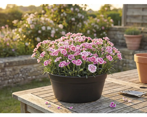 FLORASELF Anjer Dianthus Pink Kisses potmaat Ø 10,5 cm H 9 cm
