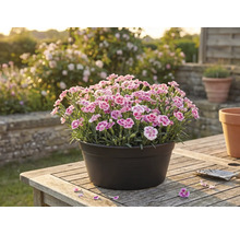 Anjers in een pot op een houten tafel in de tuin.