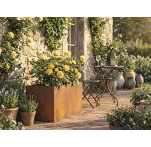 Terrasscène met gele rozen in een metalen plantenbak, metalen tafel en stoel