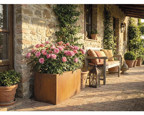 Rustiek terras met rozen in plantenbak en een houten bank met kussens.