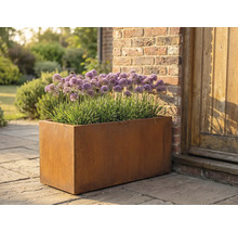 Rechthoekige metalen plantenbak met Allium planten in de tuin.