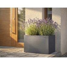 Rechthoekige metalen plantenbak met lavendel voor een voordeur