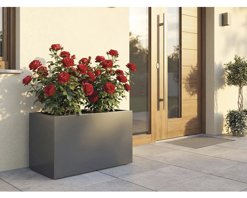 Rechthoekige plantenbak met rode rozen voor een huis