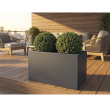 Rechthoekige plantenbak met twee buxusbollen op een terras