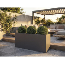 Buitenshot van een rechthoekige, donkere plantenbak met drie bolvormige planten op een stenen terras