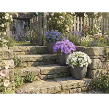 Tuin met stenen trap en bloeiende potplanten