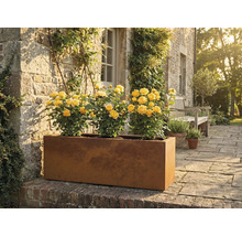 Langwerpige metalen plantenbak met gele rozen in de tuin