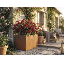 Decoratieve tuin met rozen in plantenbakken en zitplaatsen